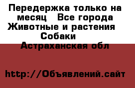 Передержка только на месяц - Все города Животные и растения » Собаки   . Астраханская обл.